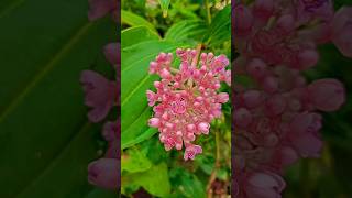 Medinilla myriantha plant shorts 👌🌿 [upl. by Laohcin]