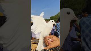 সাদা কাগজি নীচে বাজি goodqualitypigeon viralpigeonspigeon কবুতর pigeonmarketpigeonlover [upl. by Packer]