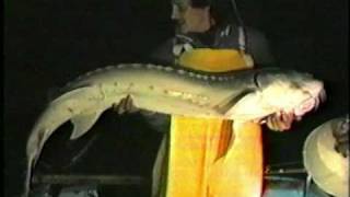 STURGEON FISHING STURGON THE MOVIE [upl. by Kala360]