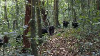 Violent chimpanzee attack  Planet Earth  BBC wildlife [upl. by Emlin856]