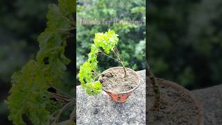 Aralia plant is a beautiful ornamental plantshortsfeed ytshort araliaornamentsistersgardening [upl. by Nagard]