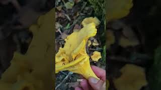 Je débusque ma plus grosse girolle de lannée  chanterelles girolles champignons [upl. by Anelehs759]