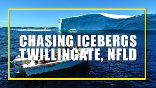 Chasing Icebergs in Twillingate Newfoundland With Captain Dave [upl. by Neeka]