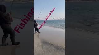 Fishing striped bass [upl. by Auhs]