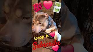 Sniff sniff viral puppy lazydog bestfriend funnydogs doglover americanbully fypシ fyp [upl. by Broadbent10]