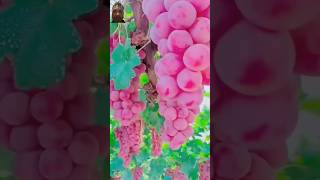 amazingfacts amazing farming fruit ytshorts shortsvideo youtubeshorts [upl. by Intyre]