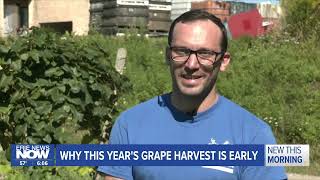 Why This Years Grape Harvest is Early [upl. by Edmunda]