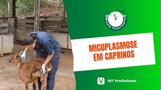 Caprinocultura Micoplasmose em Caprinos [upl. by Adas]