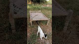 beautiful Cat politely asking to get petted catvlog foryou shortvideo shortsviral cutecat cat [upl. by Ailaro]