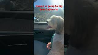 Dakota is going to big bear lake bigbearlake moonridgefamilylodge dogcute dakotathedog fypシ゚ [upl. by Llorrac154]