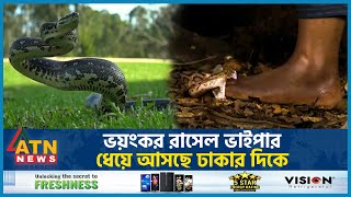 ভয়ংকর রাসেল ভাইপার ধেয়ে আসছে ঢাকার দিকে  Russells Viper  Dhaka  Russell Viper Panic  ATN News [upl. by Nosnar624]