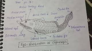 Origin  evolution general Organisation and affinities of ostracoderms  MSc zoology 3rd sem notes [upl. by Stich]