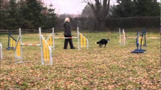 Sienna Alchera  agility  15 11 2011 [upl. by Hartill]