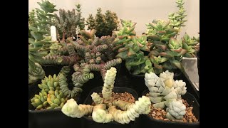 Crassula Collection Update July 2020 [upl. by Aem]