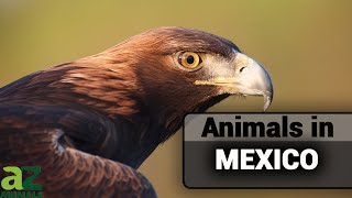 A Guide to Animals In Mexico Birds Snakes Fish and More [upl. by Viviana]