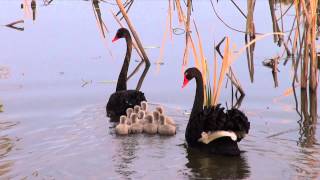 Black Swans with 10 cygnets Cygnus atratus  BirdSpyAus [upl. by Lebaron910]