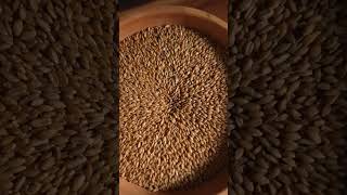 Milling Fresh Einkorn on Koko Mill baking sourdough milling flour [upl. by Arriet]