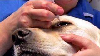 How To Give Eye Drops For Dogs [upl. by Fahland741]