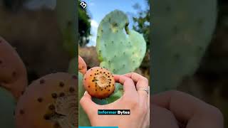 Devils Tongue Cactus l Eastern Prickly Pear [upl. by Isidoro]