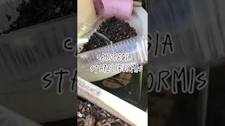 Germinando semillas de ceropegia y astros 😍🥰 plantitashouse semillas [upl. by Lotsirb494]