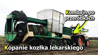 KOPANIE KOZŁKA LEKARSKIEGO KOMBAJNEM ANNA PO PRZERÓBKACH amp KUBOTA M7060 [upl. by Inama]