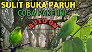 pancingan cucak ijo pull besetan tajamcucak ijo emosi bongkar isian [upl. by Laband]