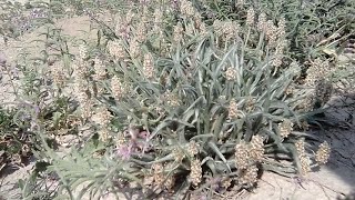 Plantago Ovata Plant Psyllium and Seed [upl. by Houghton]