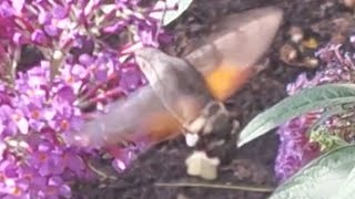 The rare Hummingbird Hawk Moth and my cute fatty Cat [upl. by Dich571]