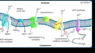 Oxidase Test [upl. by Ahsoyem]