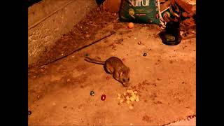 Totally Chill BushyTailed Woodrat  Comes When Called  WHY  Maybe I Look or Smell Like a Rat [upl. by Ahsiuqet366]