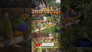 Burung Pipit pelangi gouldianfinch finch fyp shortvideo short [upl. by Elime]