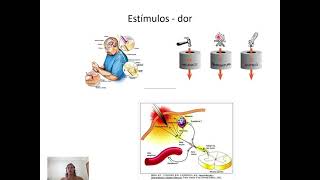 Fisiologia da dor  Atualizado [upl. by Ayahsey]