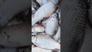 Amazing river fishfood seafood sorts [upl. by Sigler]