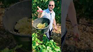 Harvesting in ChâteauneufduPape [upl. by Nerac]