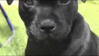 Staffordshire Bull Terrier 8 Weeks Old Puppy [upl. by Winther]