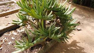 Aloe Plicatilis  Jardim Botânico d Ajuda  LISBOA [upl. by Drofkcor320]