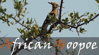 African Hoopoe Bird Call amp Video From Kruger National Park Upupa africana  Stories Of The Kruger [upl. by Ettenom728]