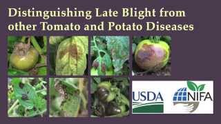 Distinguishing Late Blight from Other Tomato and Potato Diseases [upl. by Levitan373]