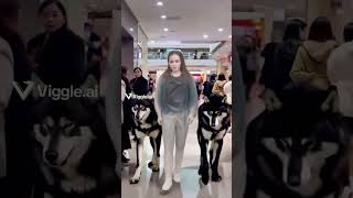 Dogs and Dog Mom in AVM shopping Center dog dogs doglover avm shoppingcenter shorts short [upl. by Amaso]