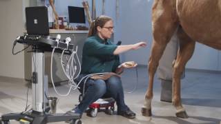 Equine Ultrasound of the Hind Suspensory [upl. by Gilges362]