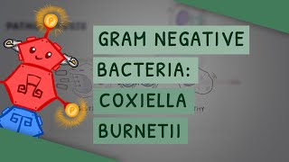 Gram Negative Bacteria Coxiella burnetii [upl. by Tricia922]