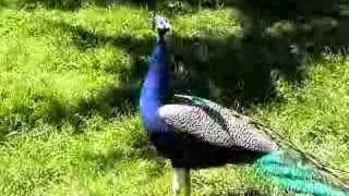 Peacock at the San Francisco Zoo [upl. by Stacie]