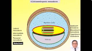 Magdy Said Anatomy SeriesGEmbryology12bthird week of pregnancyintraembryonic mesoderm [upl. by Annaillil33]