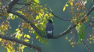 White cheeked Starling 灰椋鳥 [upl. by Thorn]