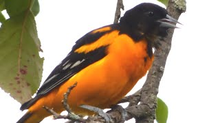 Baltimore Oriole Bird Call  Song  Sounds [upl. by Lladnew]