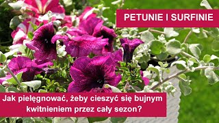 Jak pielęgnować surfinie i petunie żeby cieszyć się ich bujnym kwitnieniem przez cały sezon [upl. by Lenoel799]