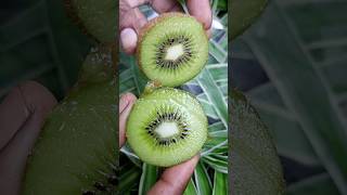 💥🤯இந்த பழத்த சாப்பிடாதீங்க⁉️ Kiwi fruit  கிவி பழம்  abithaakk kiwifruit shortsfeed shorts [upl. by Llenart]