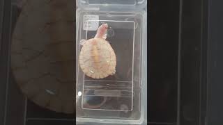 very rare albino red bellied side necked turtle [upl. by Kilan]