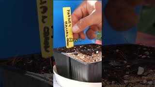 Growing Parsley from Seed to multiple harvests  Gardening [upl. by Ecitnirp169]