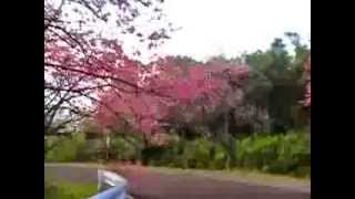 沖縄の寒緋桜（カンヒザクラ）本部八重岳桜まつり [upl. by Questa667]